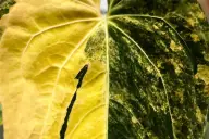 Variegated
