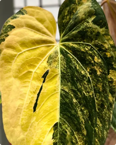 Variegated