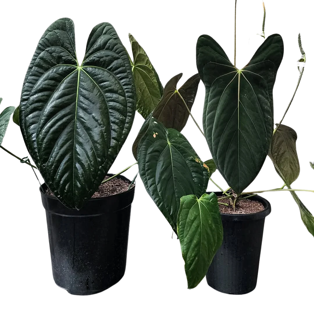 plant-collector-club